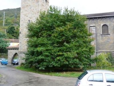 Árboles singulares en el concejo de Mieres (Asturias)